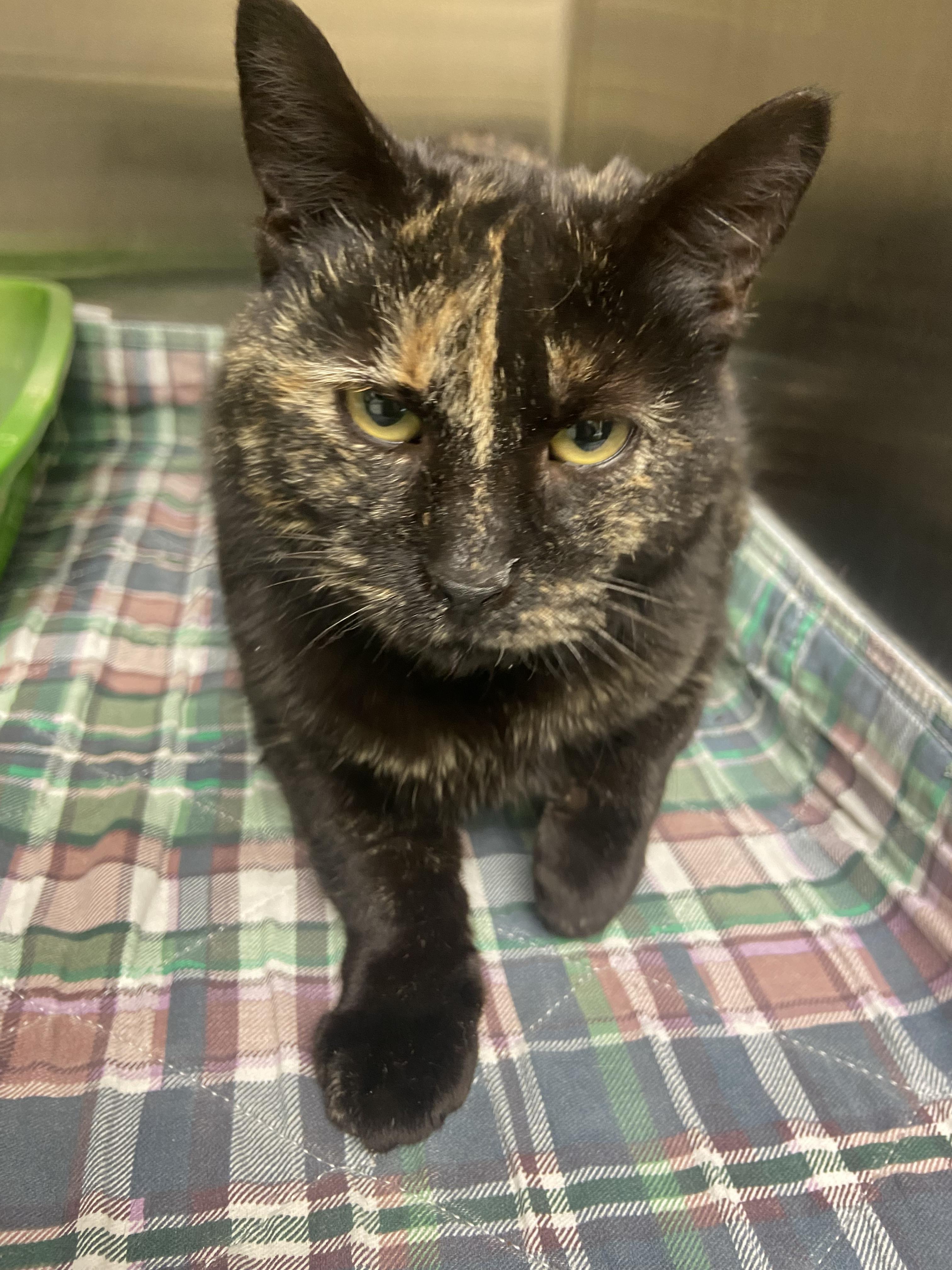 Enlarge Lilly, a ADOPTABLE Domestic Short Hair in Hazleton, IA image 1/2