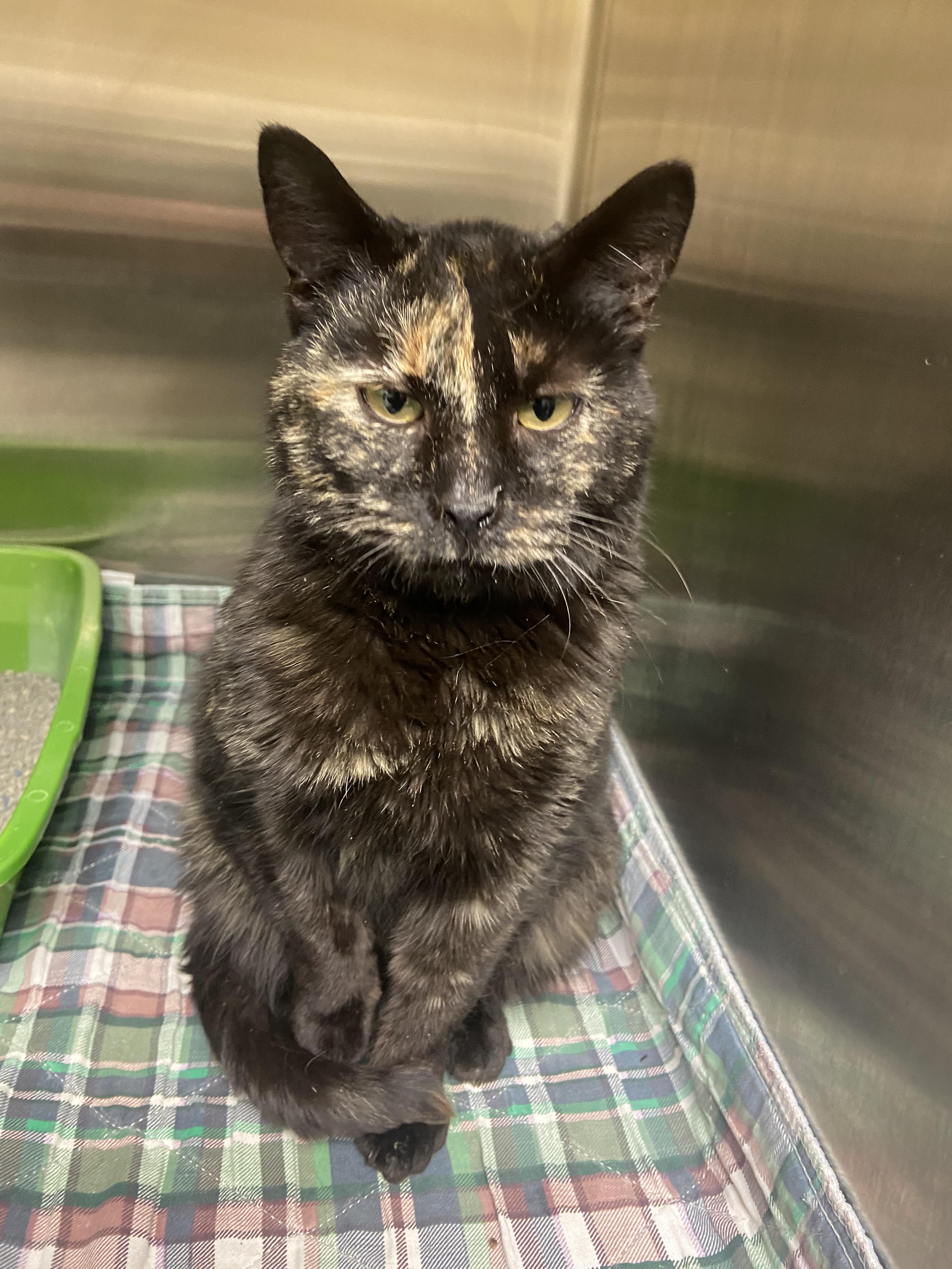 Enlarge Lilly, a ADOPTABLE Domestic Short Hair in Hazleton, IA image 2/2