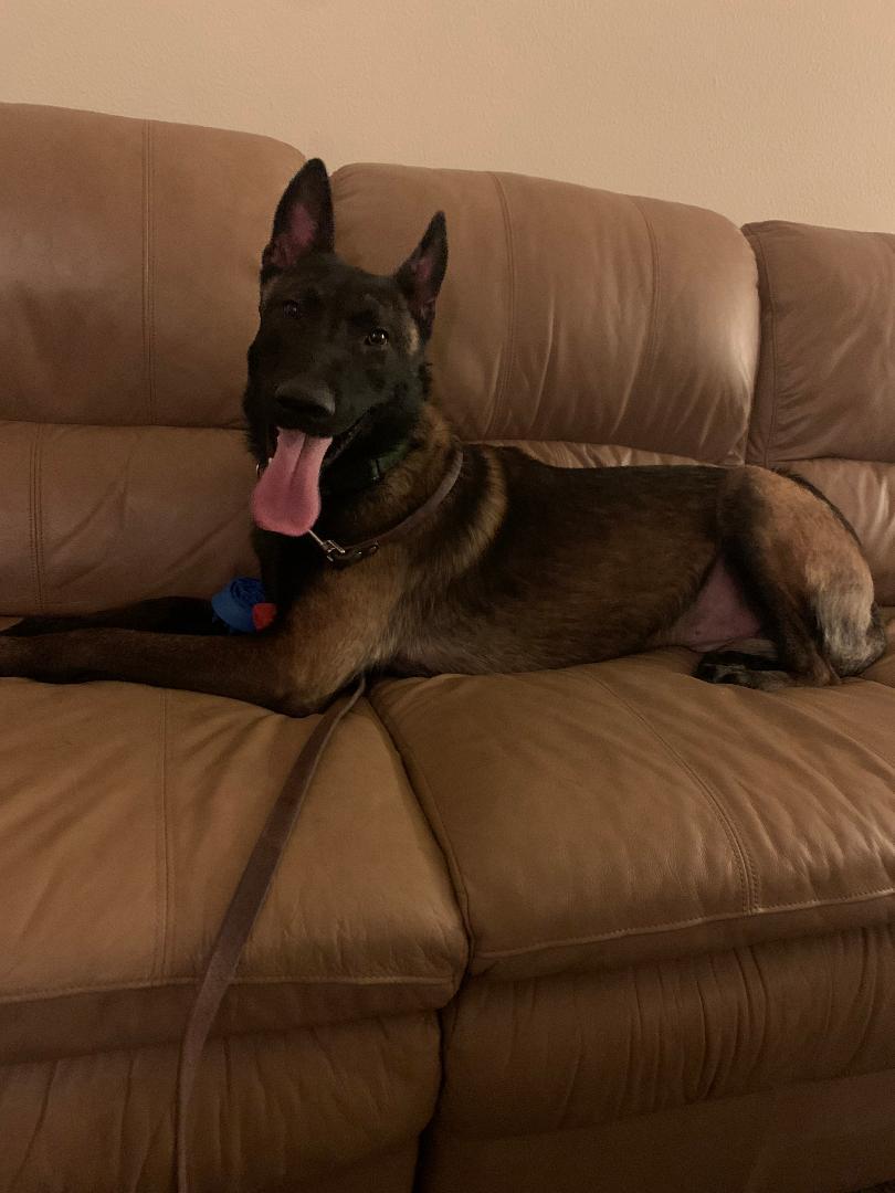 Hawk, an adoptable Belgian Shepherd / Malinois in Kuna, ID, 83634 | Photo Image 3