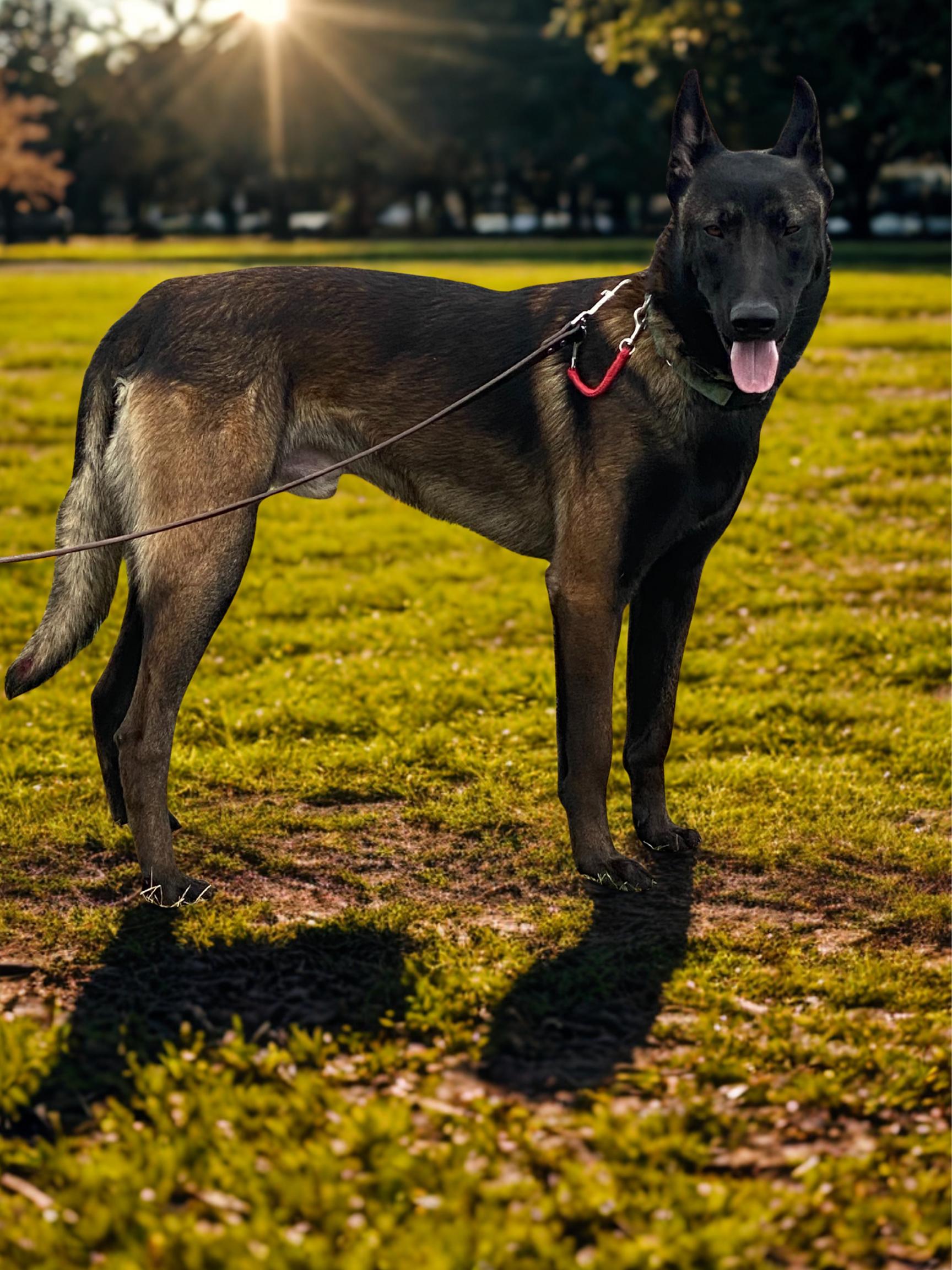 Hawk, an adoptable Belgian Shepherd / Malinois in Kuna, ID, 83634 | Photo Image 1