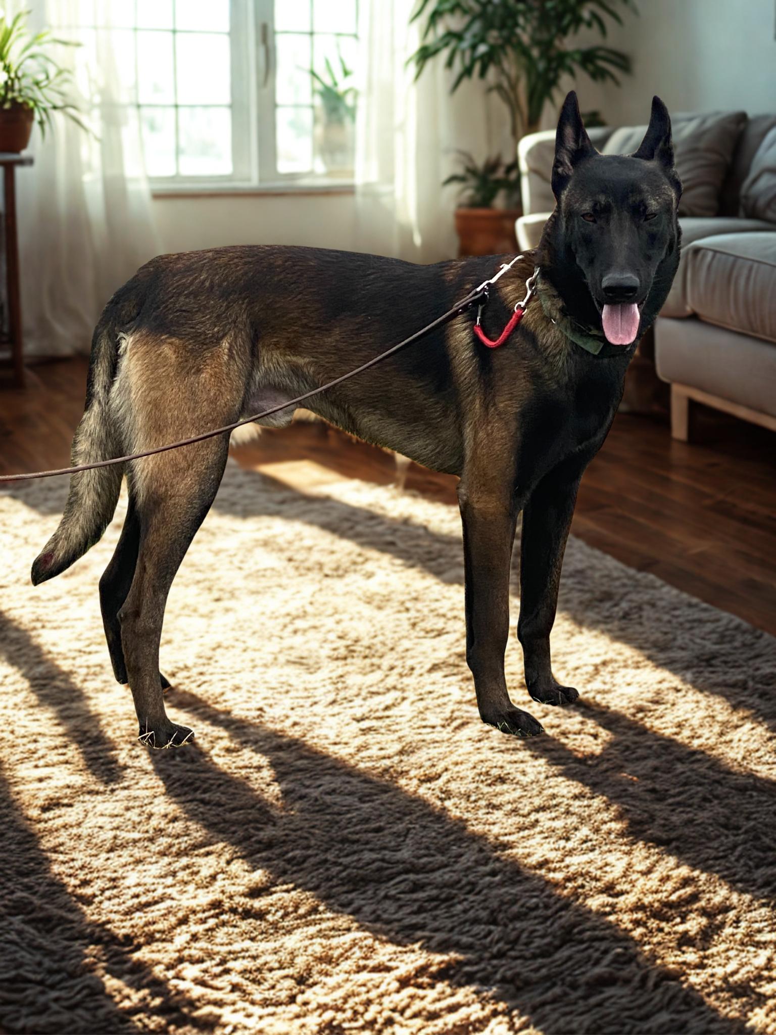 Hawk, an adoptable Belgian Shepherd / Malinois in Kuna, ID, 83634 | Photo Image 1