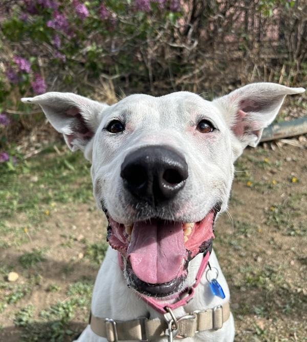 Rosa, Adoptable, Adult Female Great Pyrenees & Pit Bull Terrier.