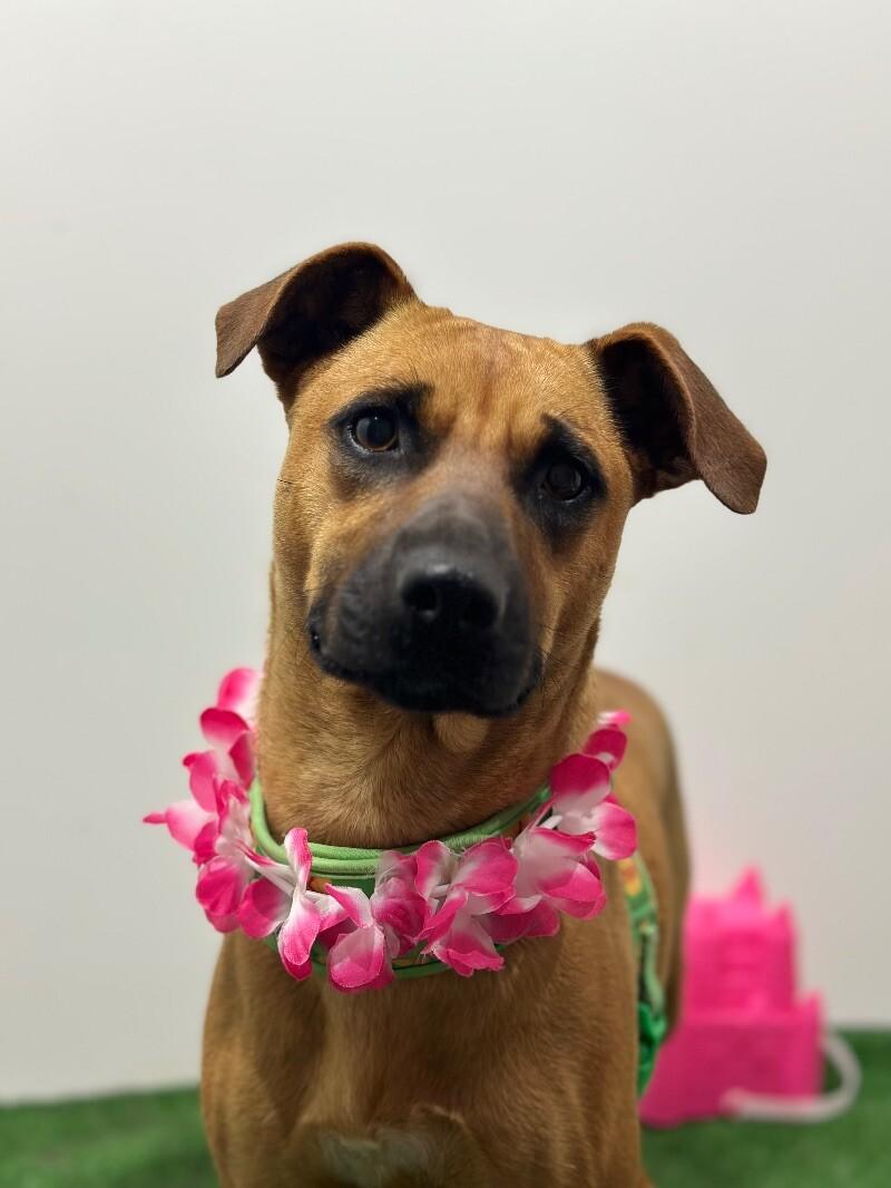 Enlarge Tia, a Adoptable mixed breed in Santa Ana, CA image 1/1