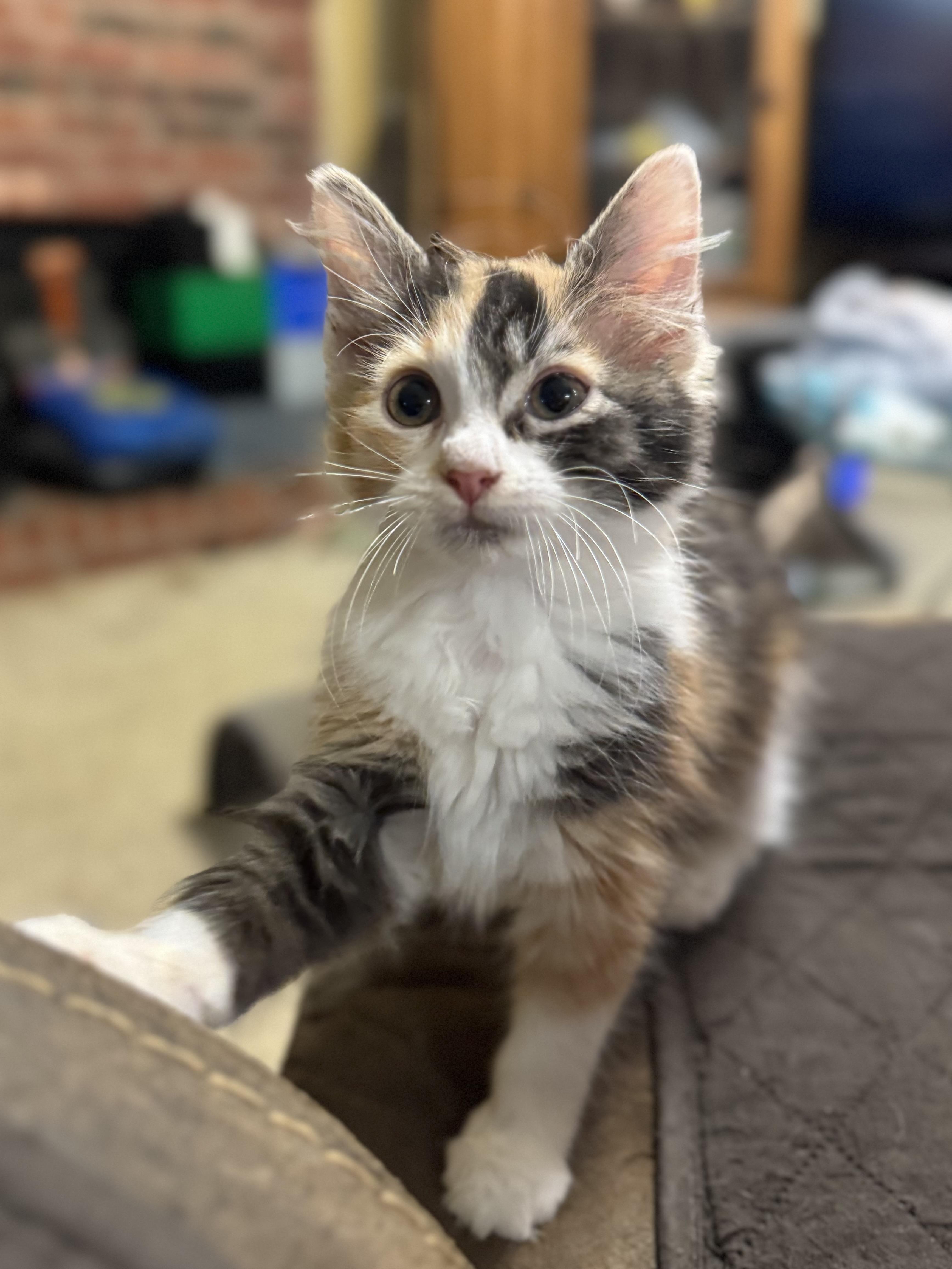 Bantha