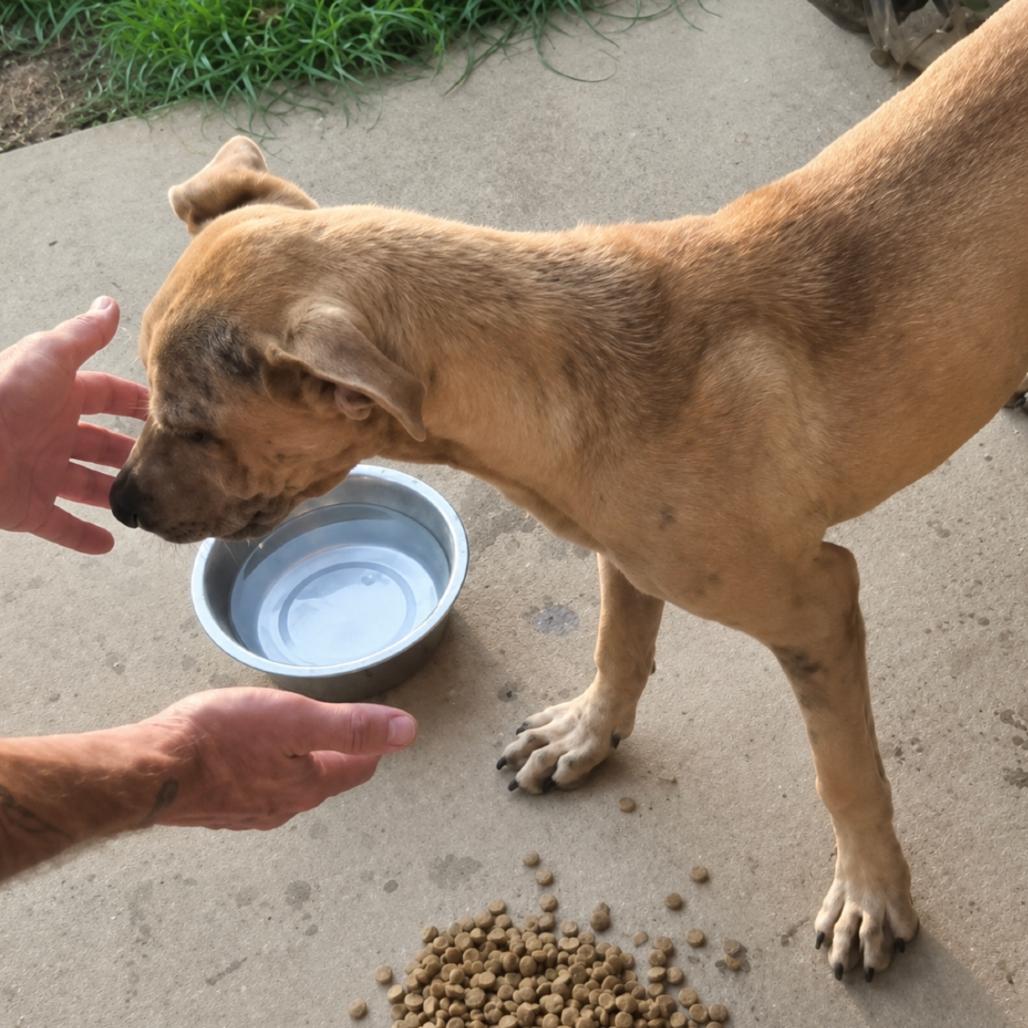 Enlarge King, a Adoptable mixed breed in Rogersville, MO image 3/4