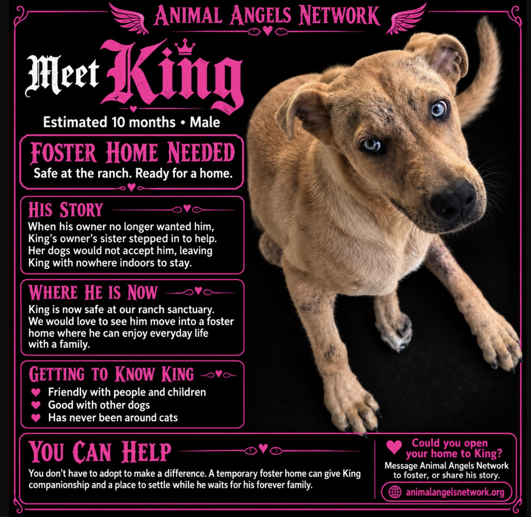 Enlarge King, a Adoptable mixed breed in Rogersville, MO image 1/4