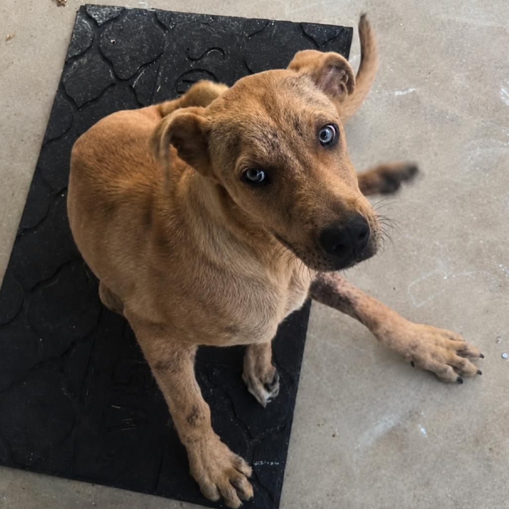 Enlarge King, a Adoptable mixed breed in Rogersville, MO image 2/4