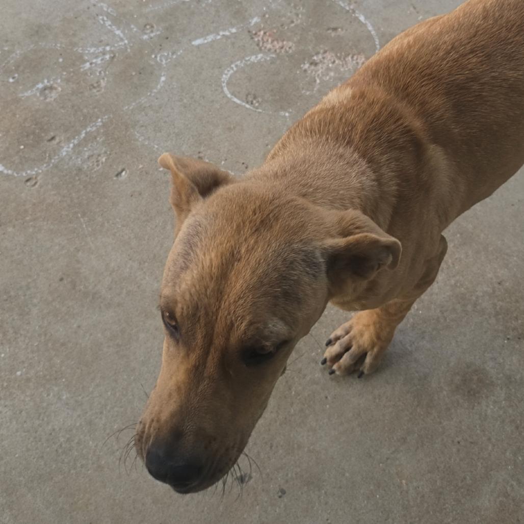 Enlarge King, a Adoptable mixed breed in Rogersville, MO image 4/4