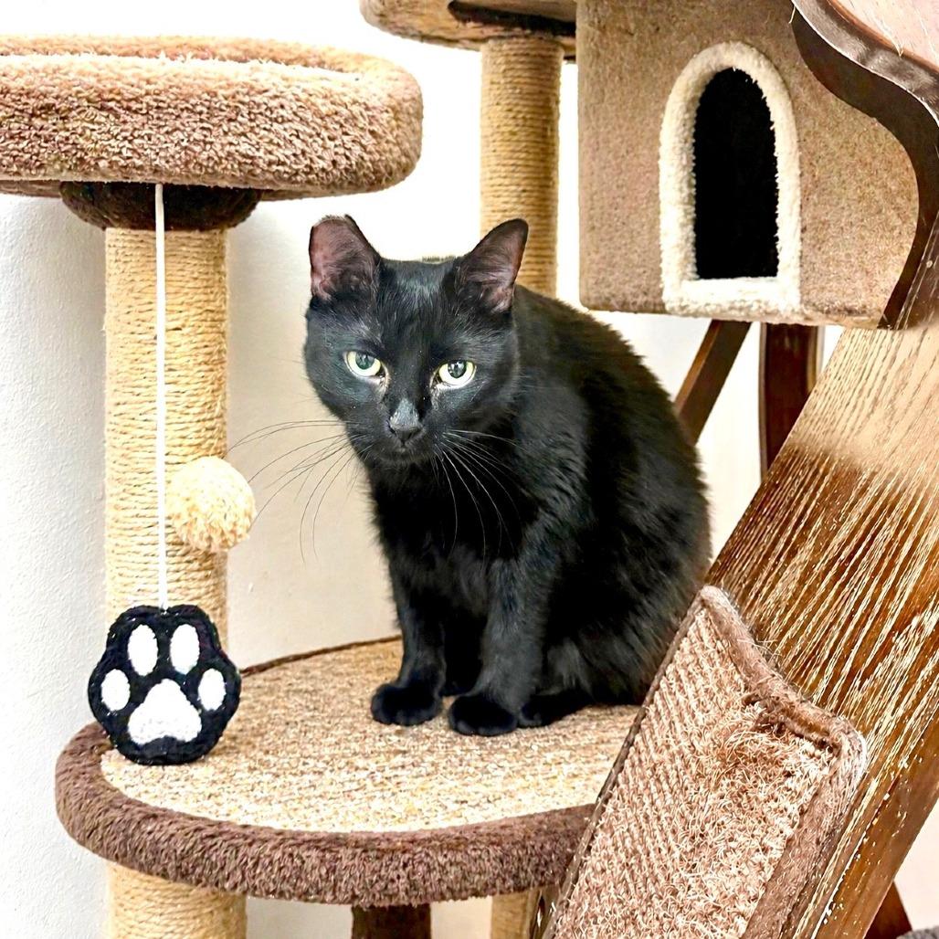 Enlarge Samantha, a Adoptable Domestic Medium Hair in Las Vegas, NV image 1/1