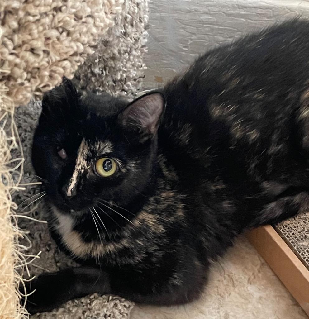 Bonita, Adoptable, Adult Female Domestic Short Hair.