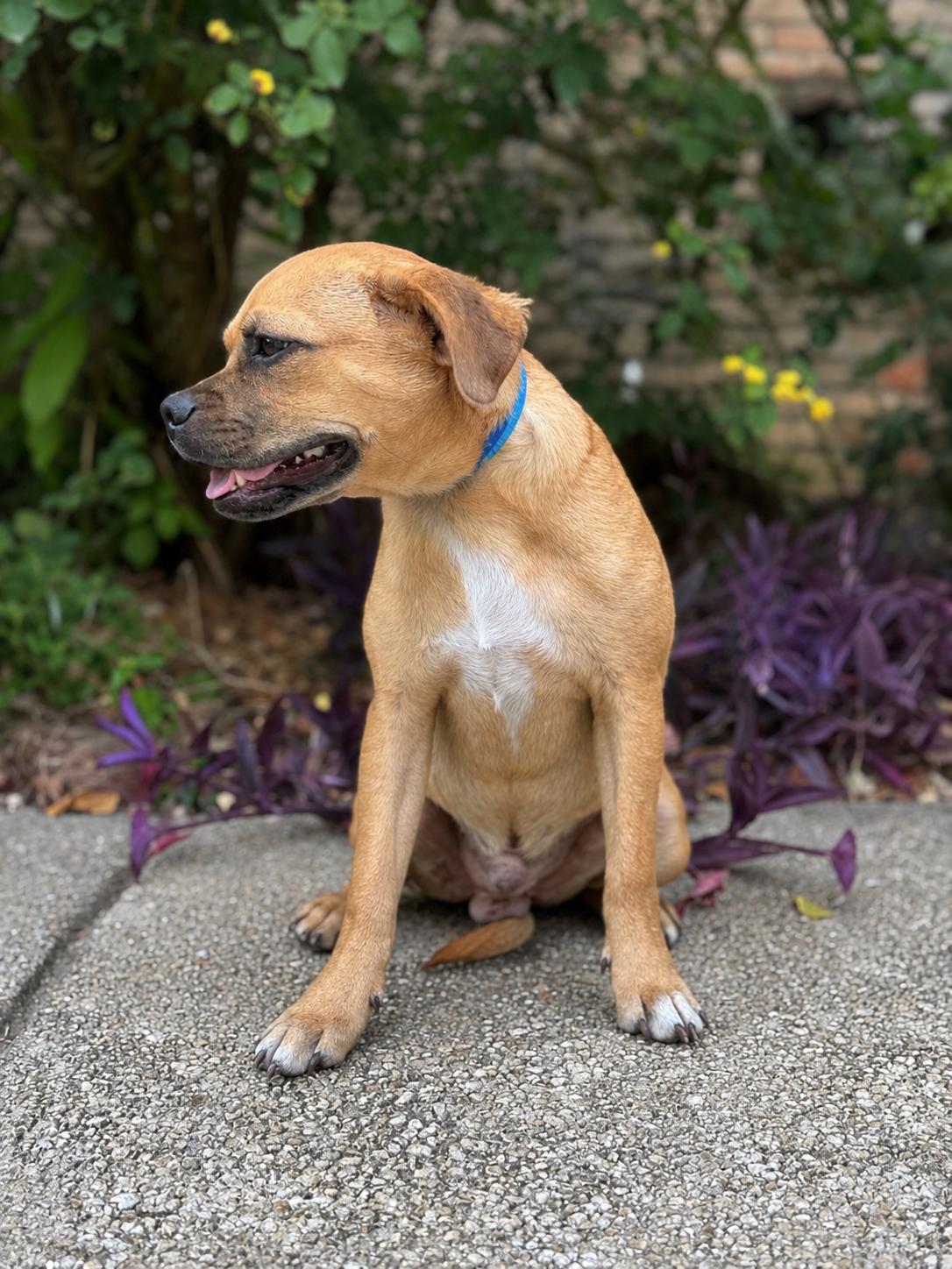 Pecan, a Adopted mixed breed in Helotes, TX image 1/3