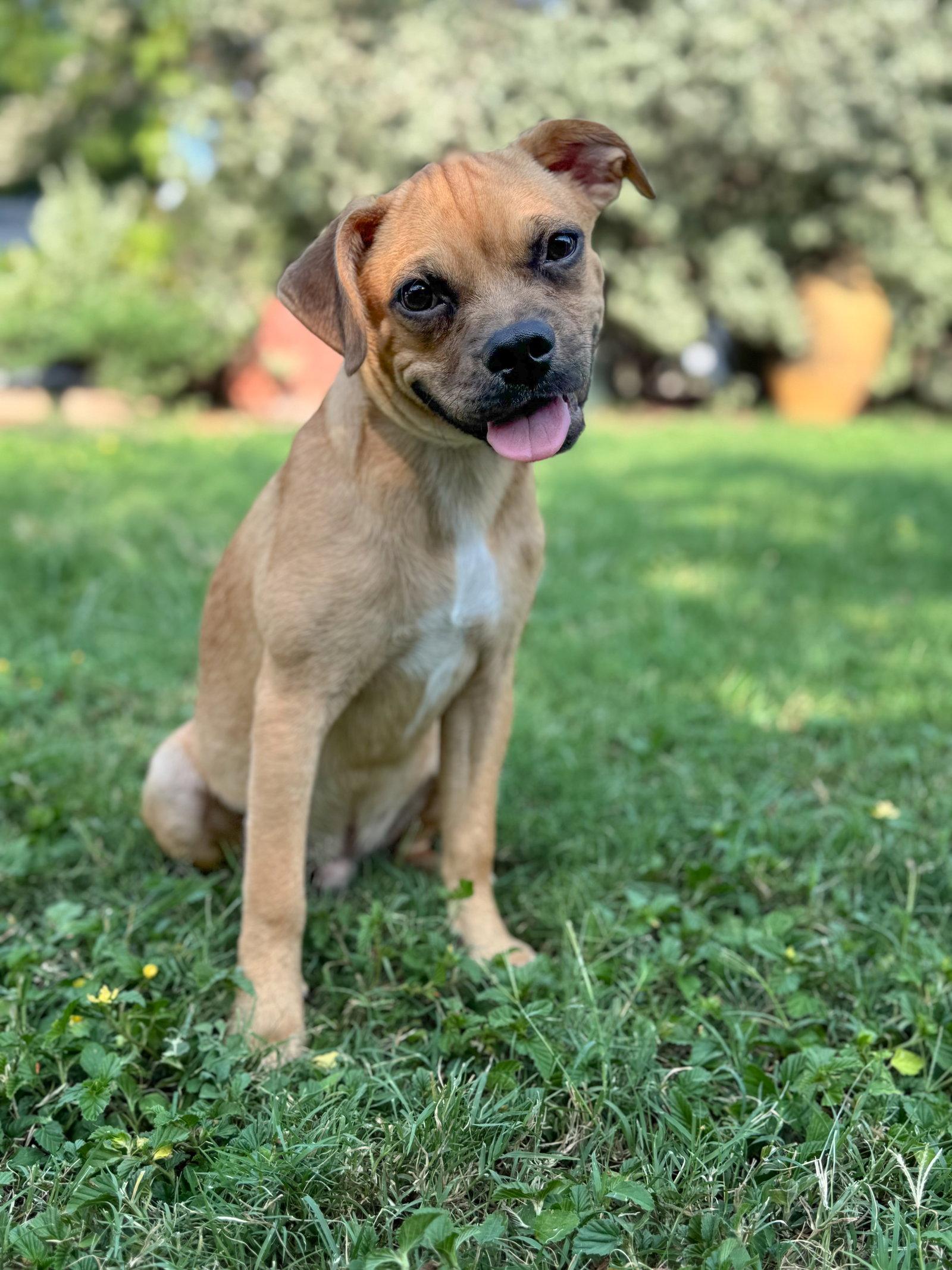 Pecan, a Adopted mixed breed in Helotes, TX image 2/3