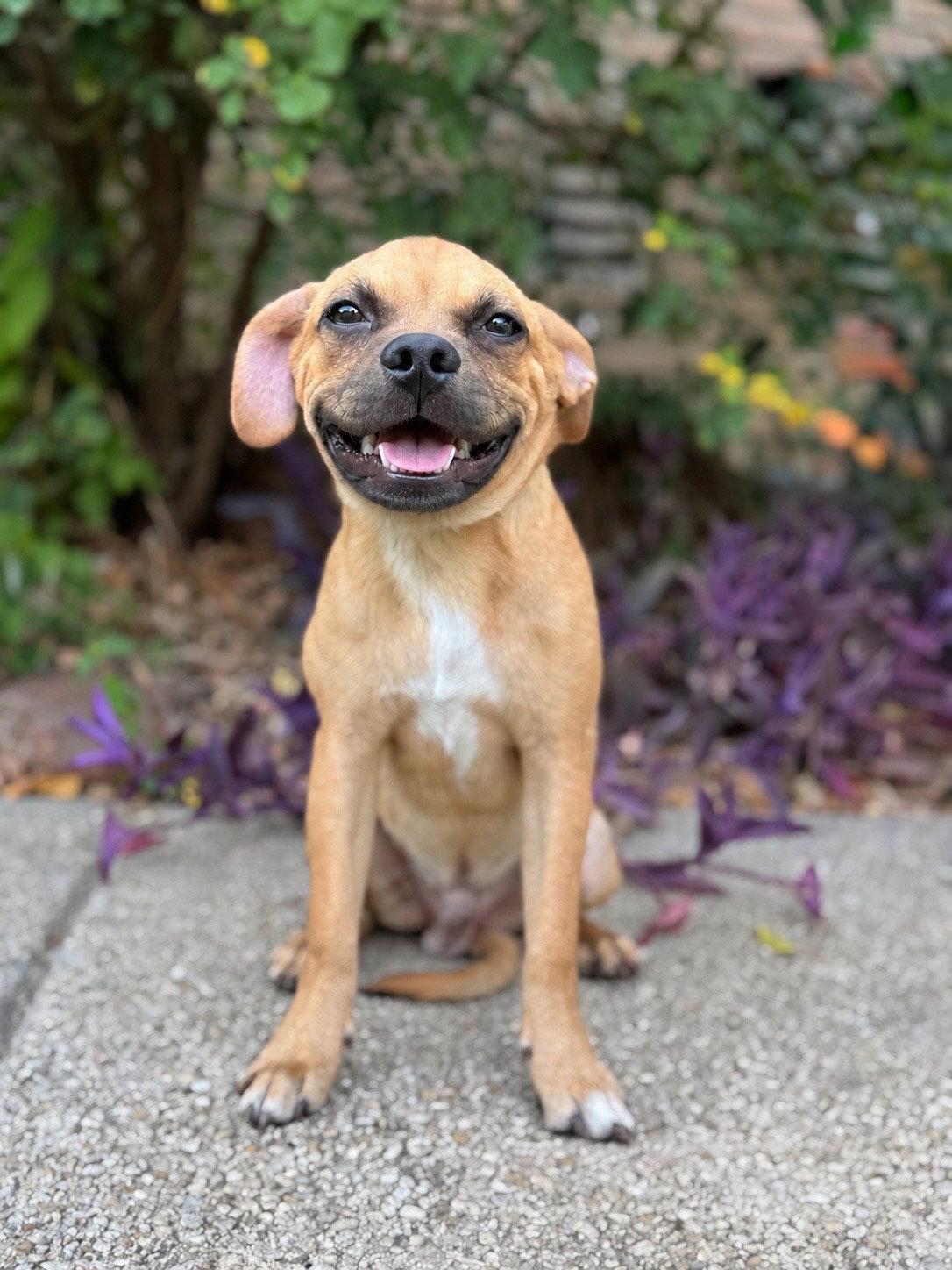 Pecan, a Adopted mixed breed in Helotes, TX image 3/3