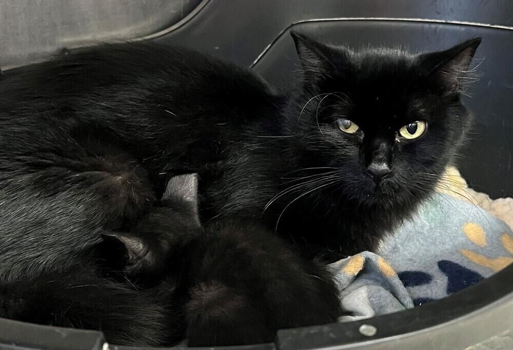 KNIGHT, Adoptable, Adult Female Domestic Long Hair.