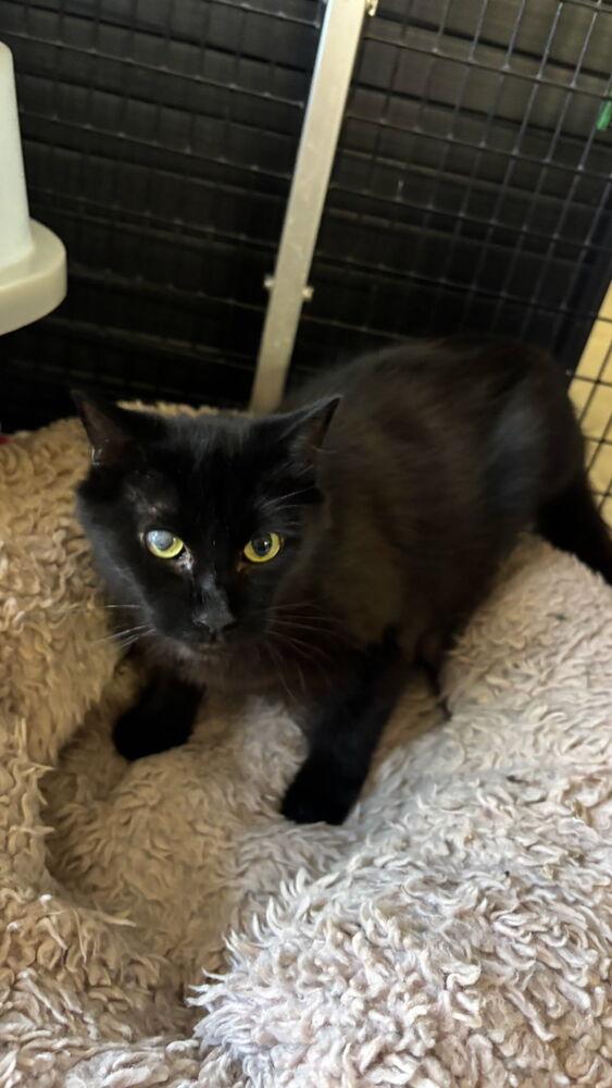 Enlarge KNIGHT, a Adoptable mixed breed in Stockton, CA image 2/2
