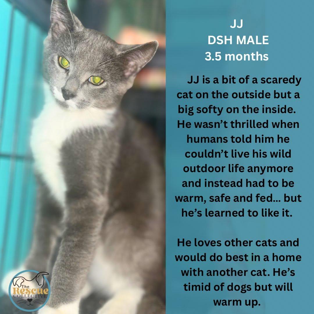 JJ, Adopted, Young Male Domestic Short Hair.
