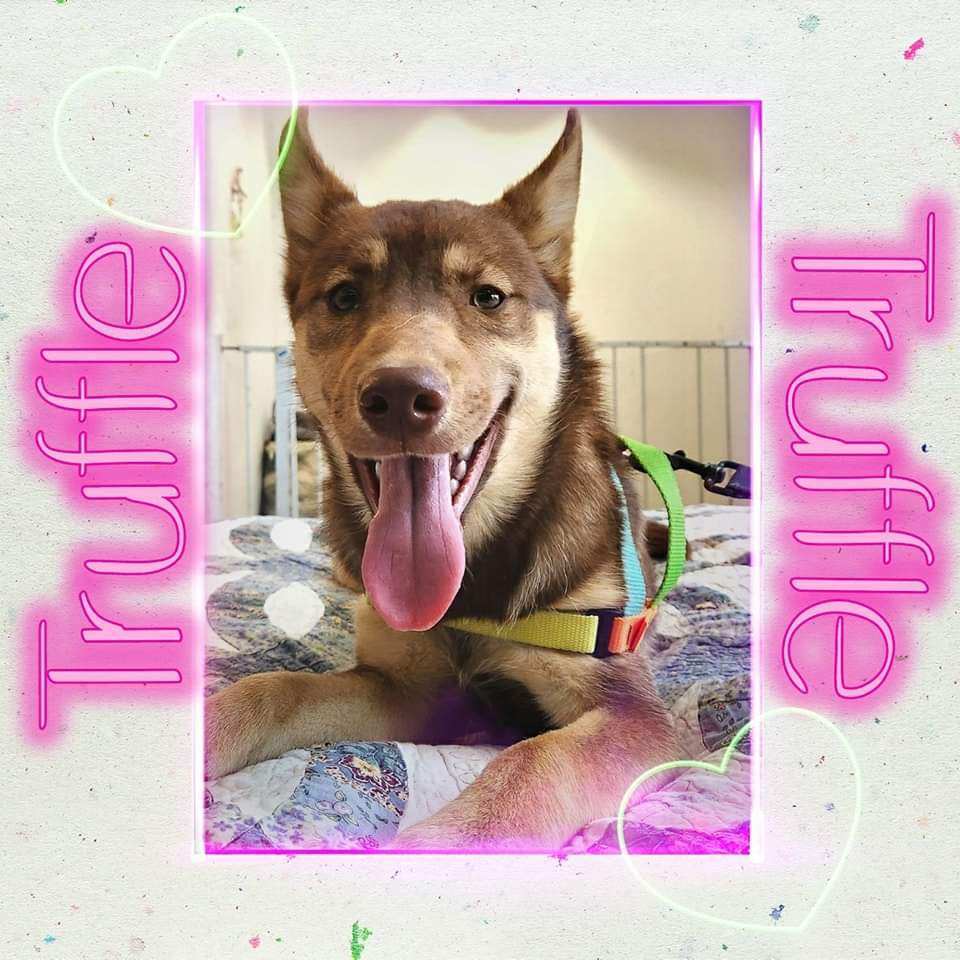 Truffle, Adopted, Puppy Female German Shepherd Dog & Husky.