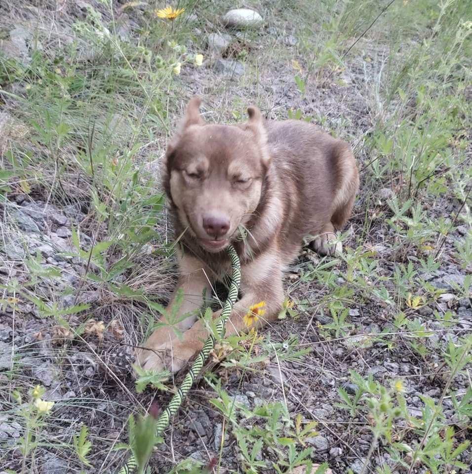 Truffle, a Adopted mixed breed in HEMET, CA image 2/5