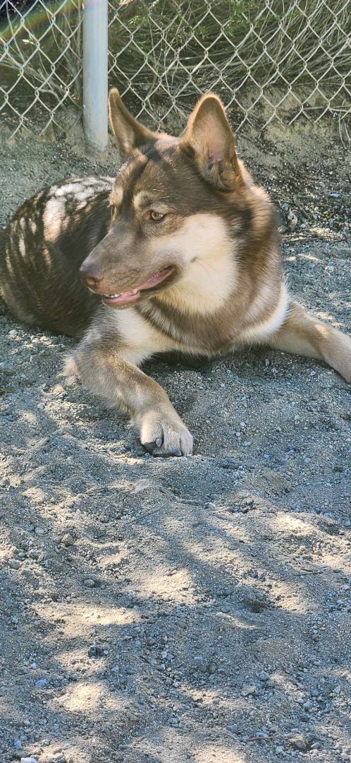 Truffle, a Adopted mixed breed in HEMET, CA image 3/5