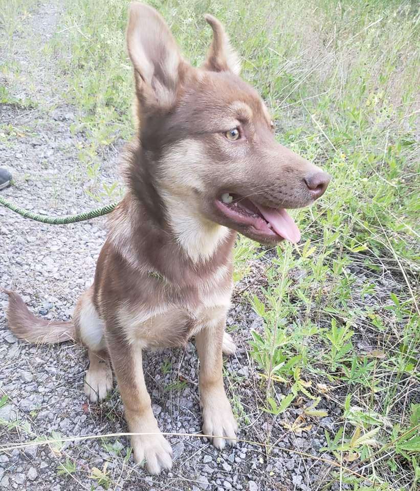 Truffle, a Adopted mixed breed in HEMET, CA image 4/5