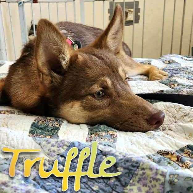 Truffle, a Adopted mixed breed in HEMET, CA image 5/5