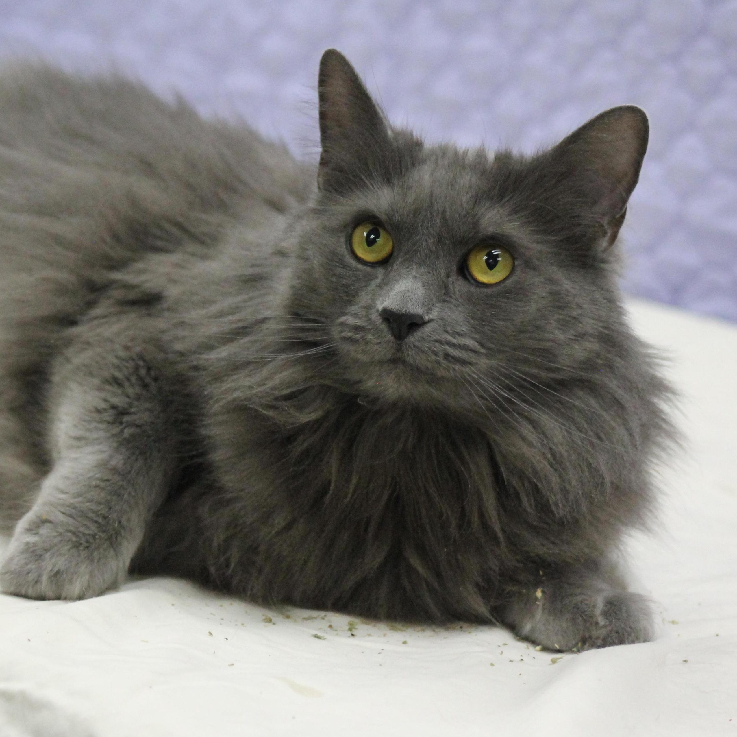 Rachel, an adoptable Nebelung in Lemont, IL, 60439 | Photo Image 6