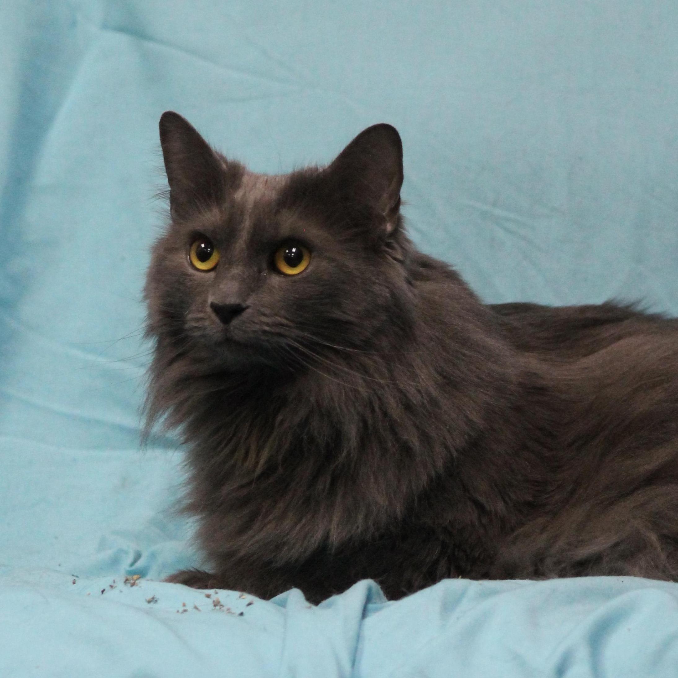 Rachel, an adoptable Nebelung in Lemont, IL, 60439 | Photo Image 3