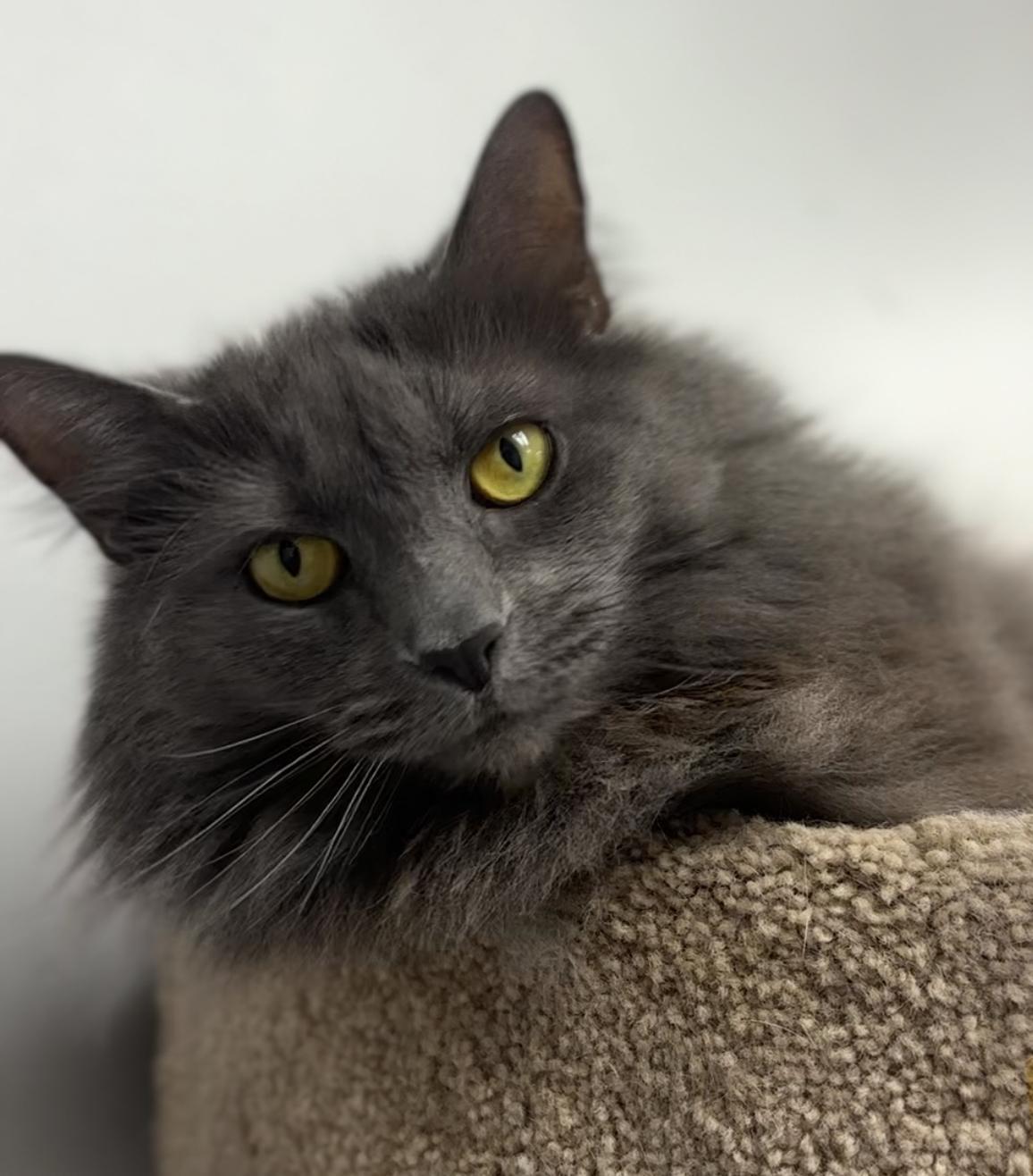 Rachel, an adoptable Nebelung in Lemont, IL, 60439 | Photo Image 5