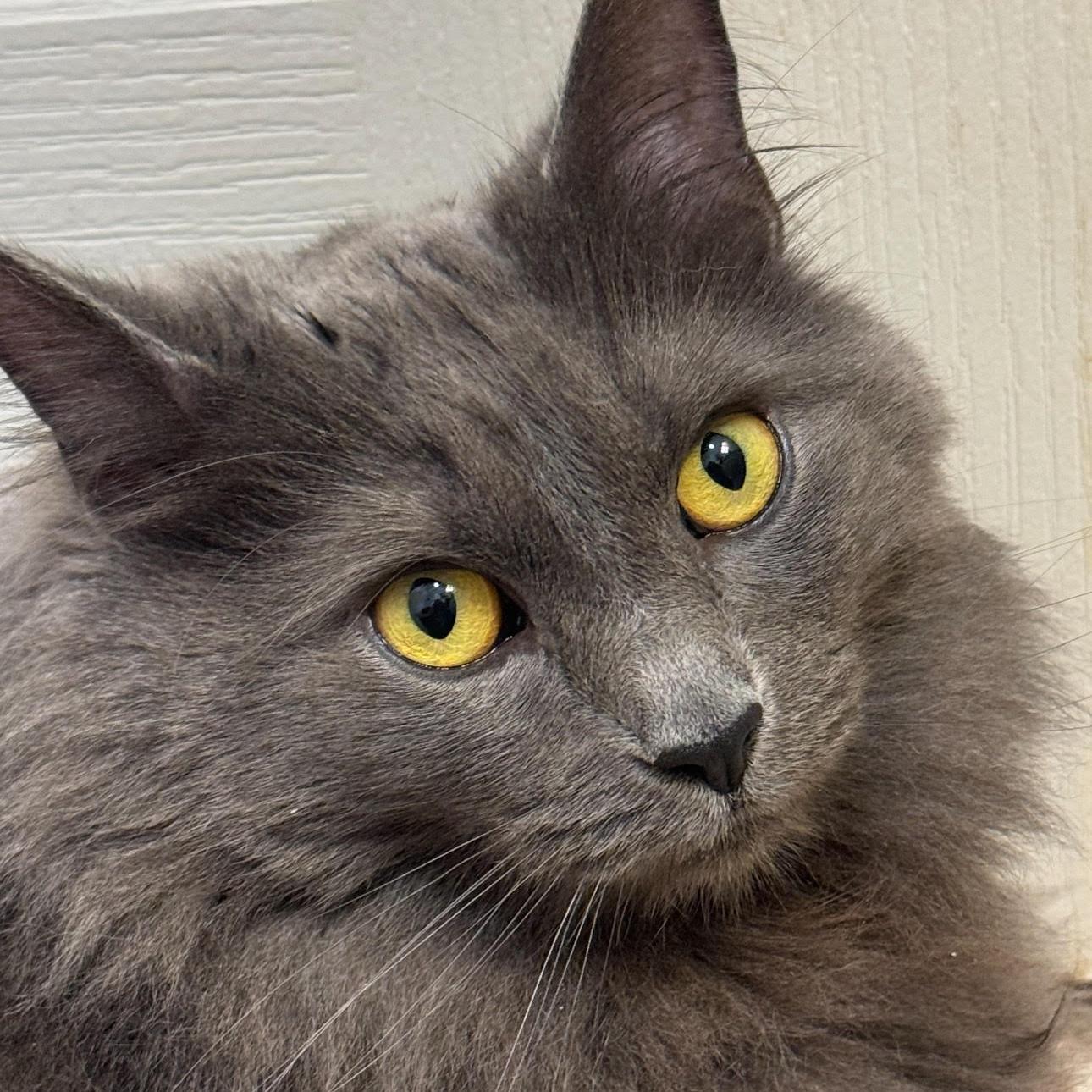 Rachel, an adoptable Nebelung in Lemont, IL, 60439 | Photo Image 4