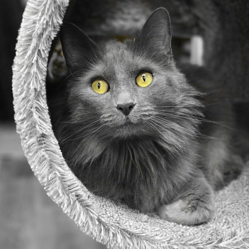 Rachel, an adoptable Nebelung in Lemont, IL, 60439 | Photo Image 2