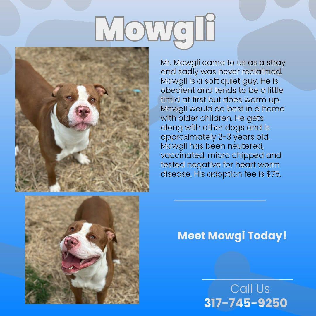 Mowgli, Adoptable, Adult Male Pit Bull Terrier.