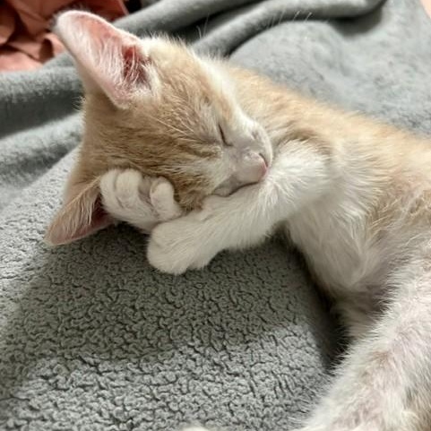 Enlarge Tim, a Adopted Domestic Short Hair in Allen, TX image 2/3