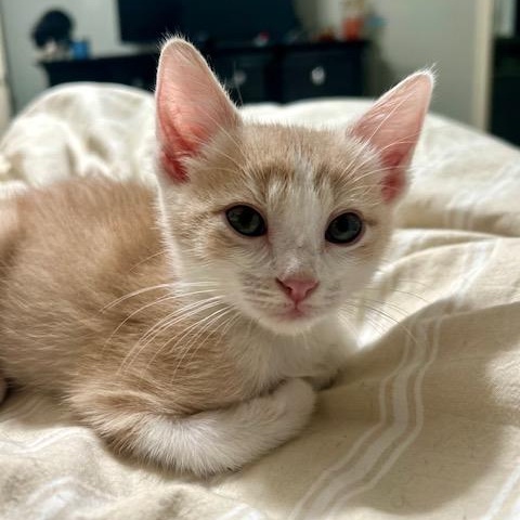 Enlarge Tim, a Adopted Domestic Short Hair in Allen, TX image 1/3