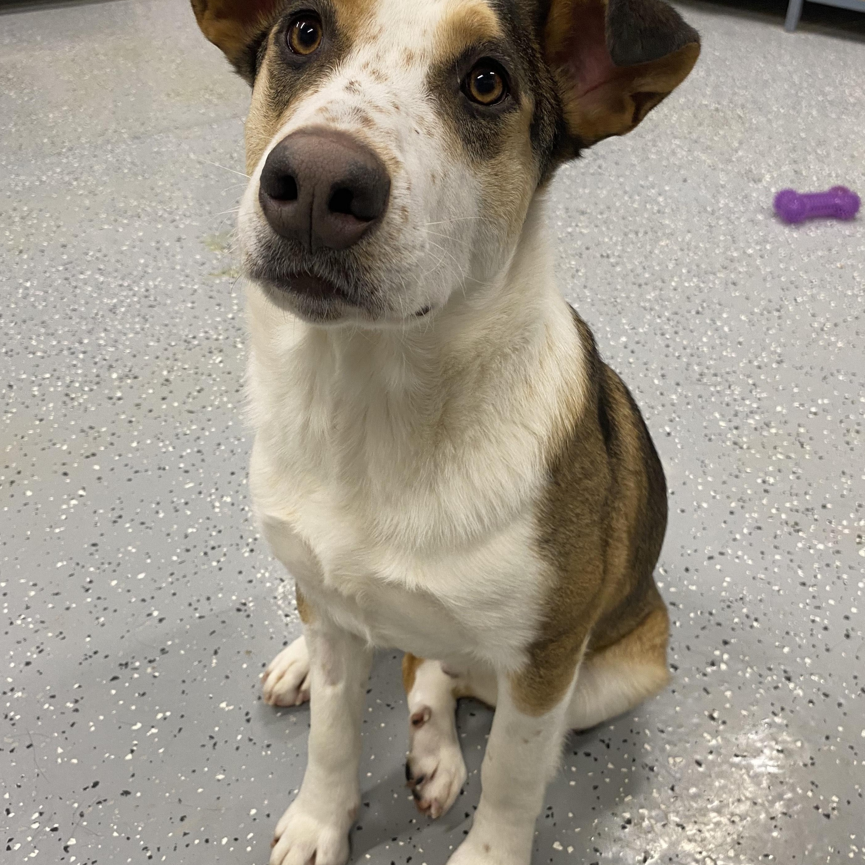 Enlarge Malcolm, a ADOPTABLE mixed breed in Melfort, SK image 3/3