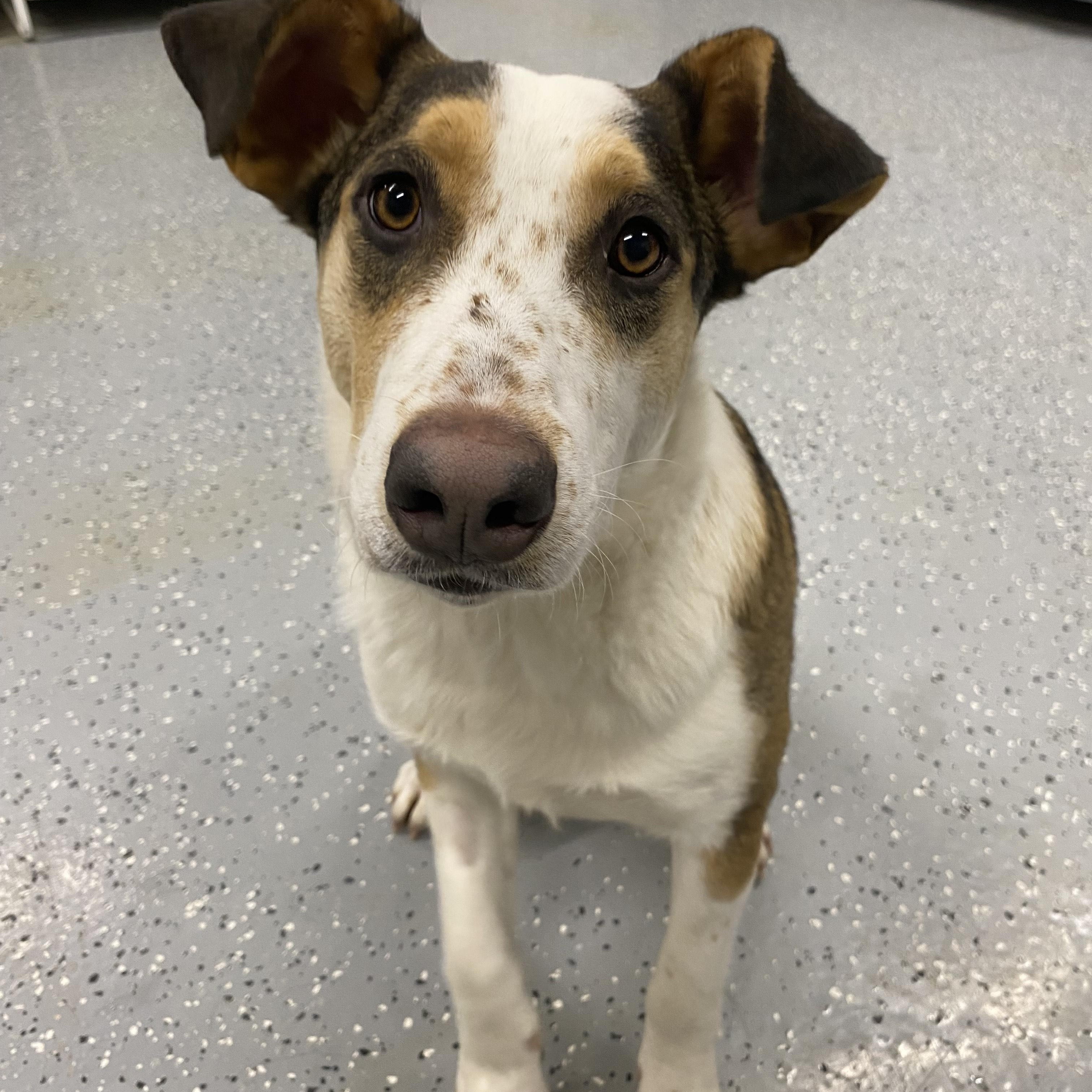 Enlarge Malcolm, a ADOPTABLE mixed breed in Melfort, SK image 2/3