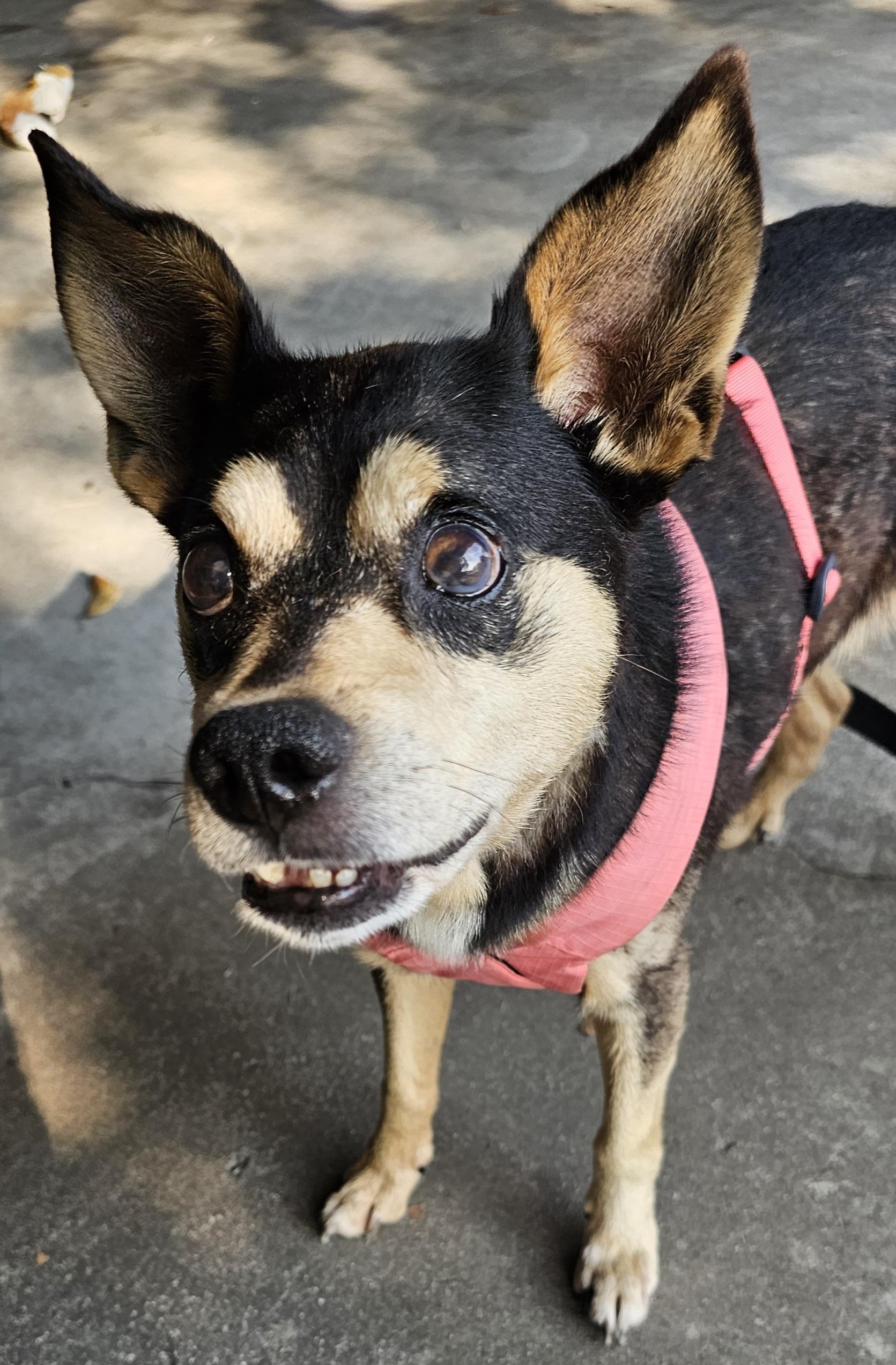 Harley, ADOPTABLE, Senior Male Miniature Pinscher & Rat Terrier.