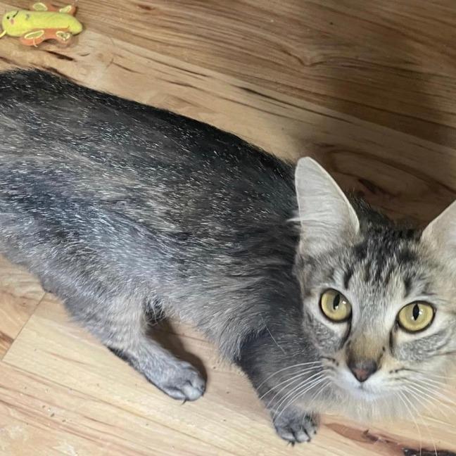 Enlarge Rosie, a Adoptable Domestic Medium Hair in Stagecoach, NV image 2/4