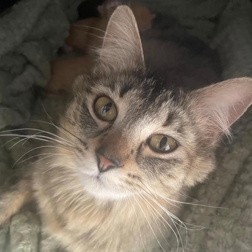 Enlarge Rosie, a Adoptable Domestic Medium Hair in Stagecoach, NV image 3/4