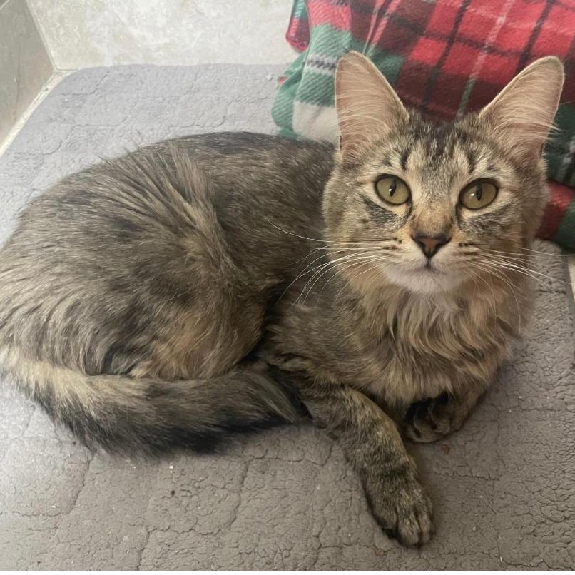 Enlarge Rosie, a Adoptable Domestic Medium Hair in Stagecoach, NV image 4/4