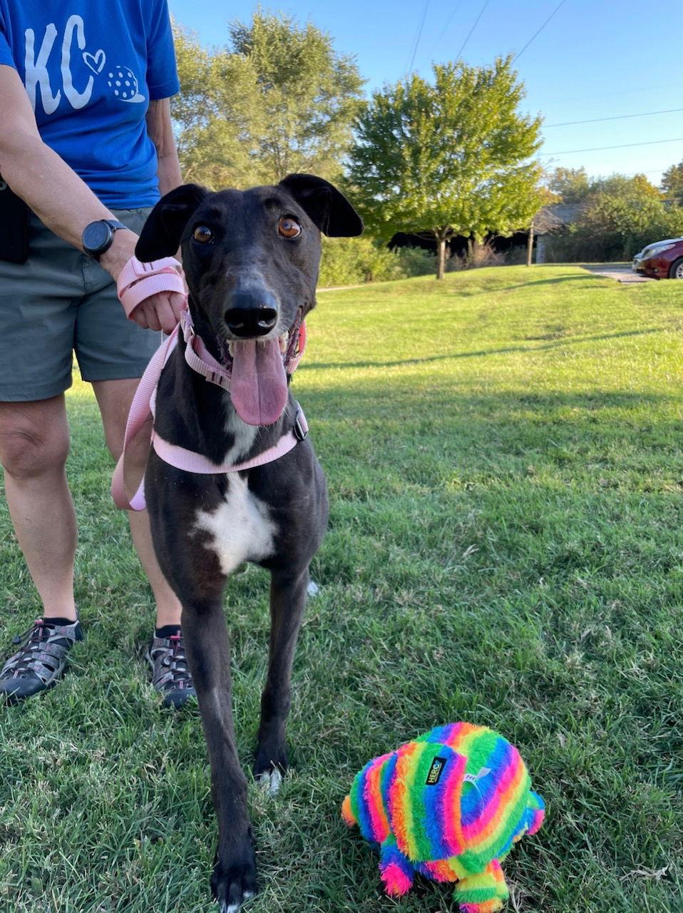 Astra, a Adoptable Greyhound in Kansas City, MO image 2/2