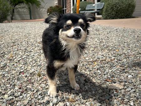 JAMES, Adoptable, Young Male Chihuahua.