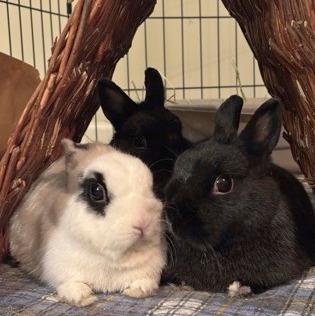Jamie, Adoptable, Adult Female Dwarf & Bunny Rabbit.