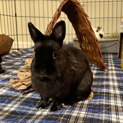 Jamie, a Adoptable mixed breed in Wheaton, IL image 3/4