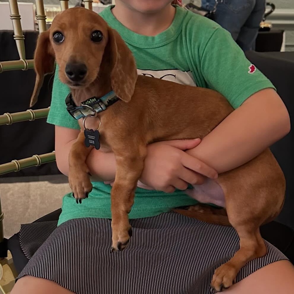 Enlarge Winston (Juvenille Diabetes), a Adoptable Miniature Dachshund in Portland, OR image 3/5