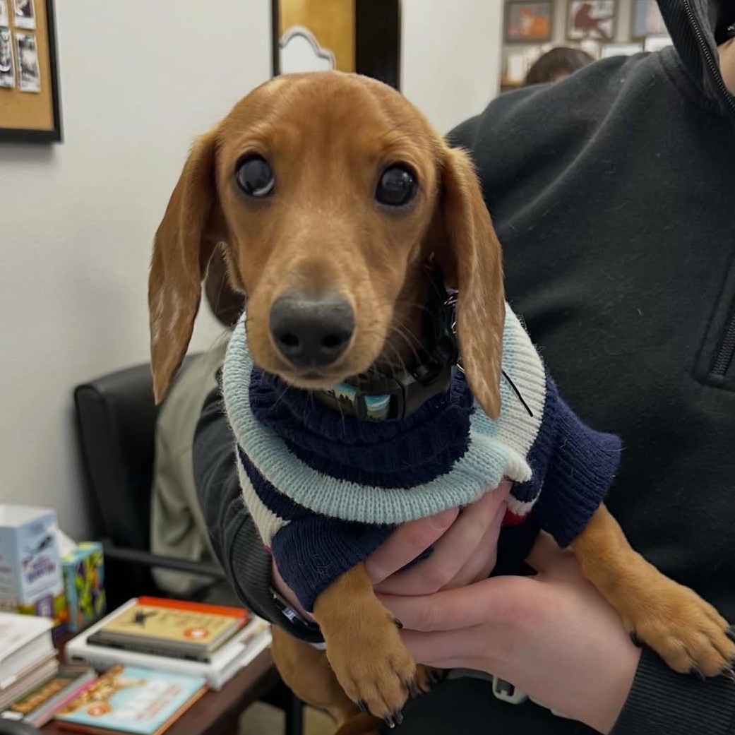 Winston (Juvenille Diabetes), Adoptable, Puppy Male Miniature Dachshund.