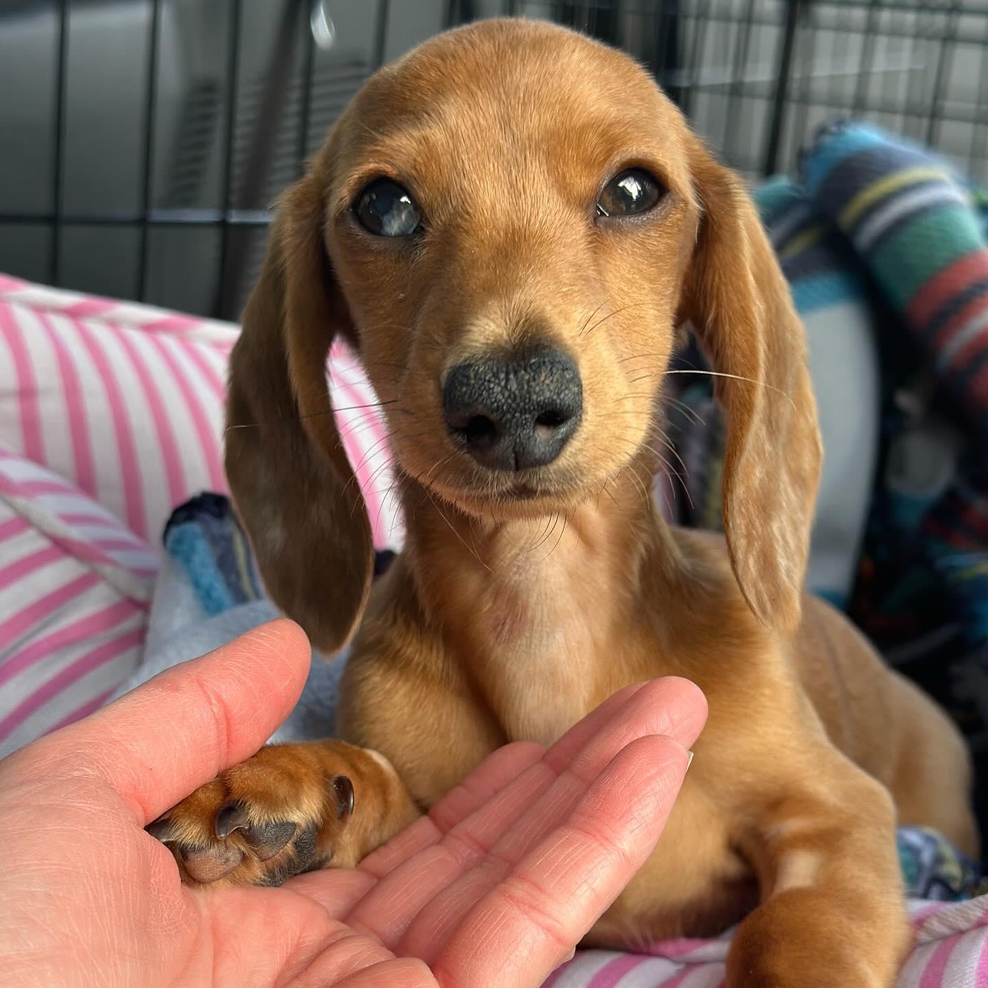 Enlarge Winston (Medical Hold), a Adoptable Miniature Dachshund in Portland, OR image 1/1