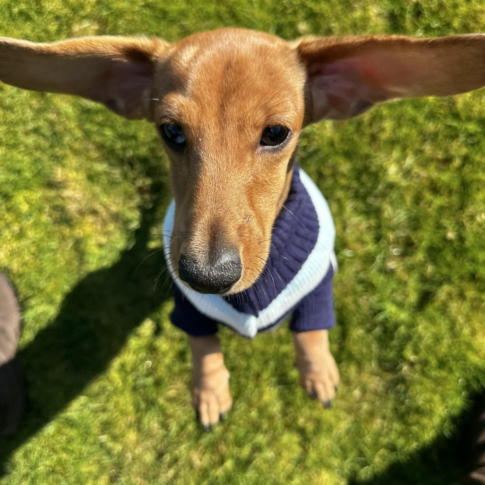 Enlarge Winston (Juvenille Diabetes), a Adoptable Miniature Dachshund in Portland, OR image 5/5