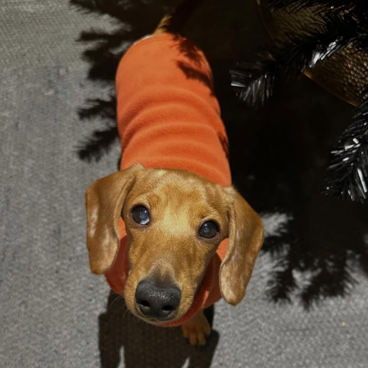 Enlarge Winston (Juvenille Diabetes), a Adoptable Miniature Dachshund in Portland, OR image 2/5