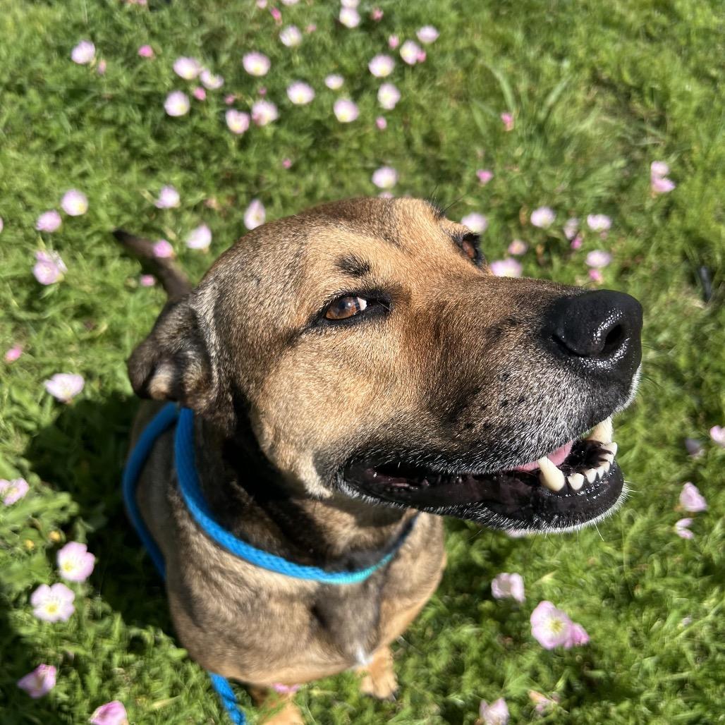 Enlarge Selena, a Adoptable mixed breed in Dickinson, TX image 1/6