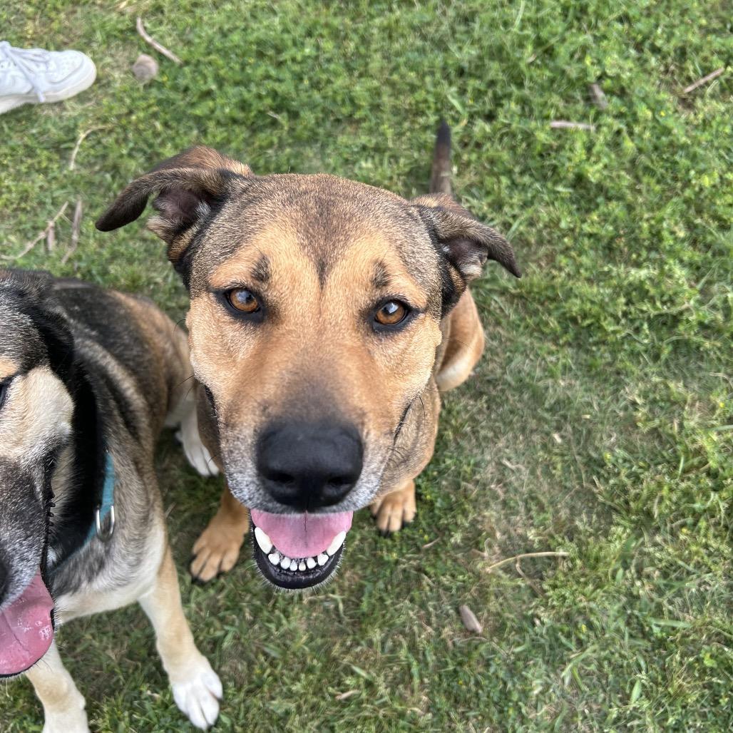 Enlarge Selena, a Adoptable mixed breed in Dickinson, TX image 2/6